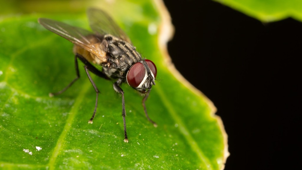 What colors can flies not see? - Aboutbugz