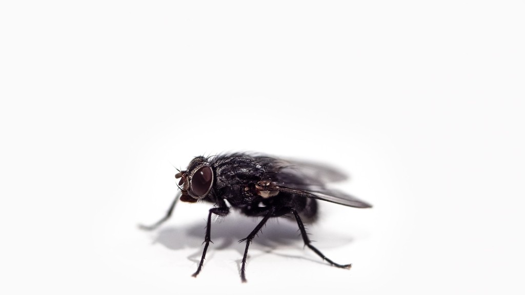 How to get rid of tiny flies in plants?