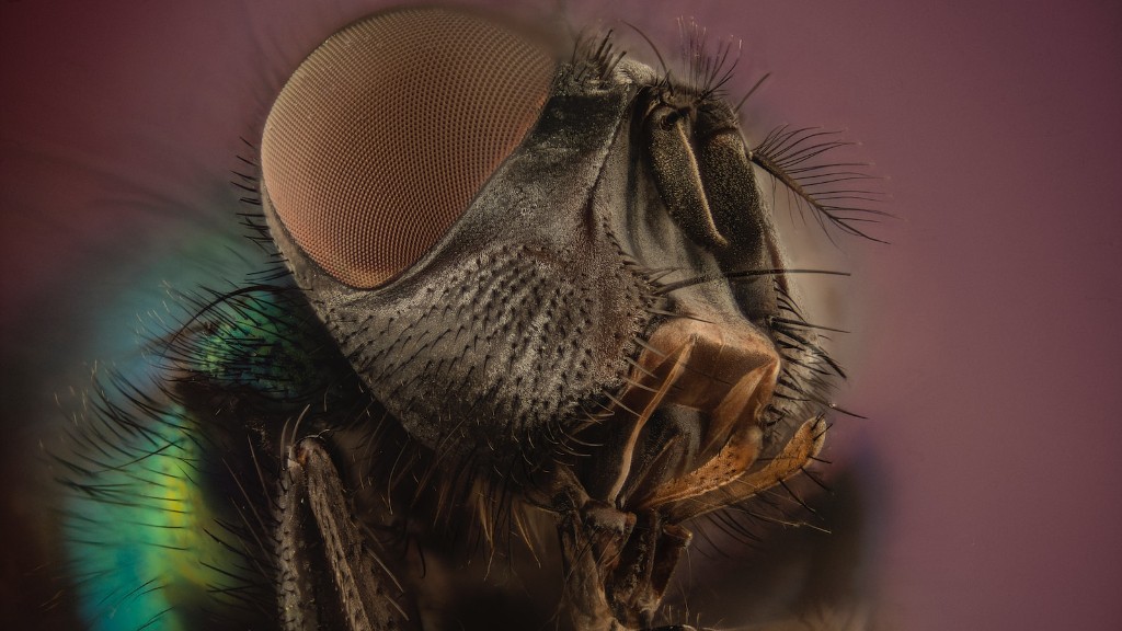 why-do-flies-bite-ankles-aboutbugz