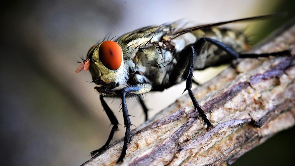 Where do flies come from in the winter?