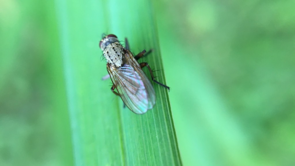 What has four wheels and flies?