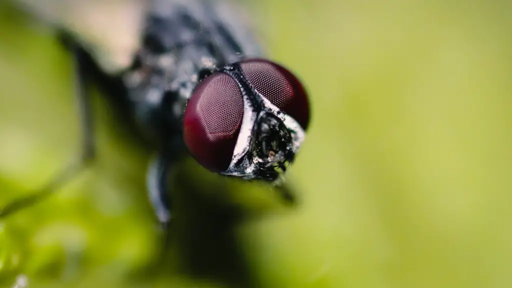 How long do flies live without water aboutbugz