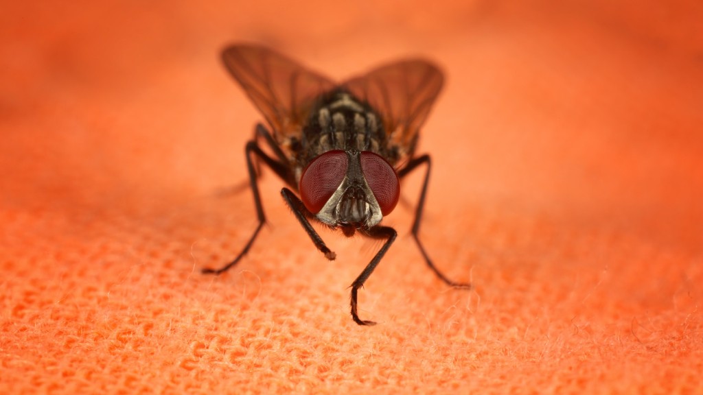 Does lysol kill fruit flies?