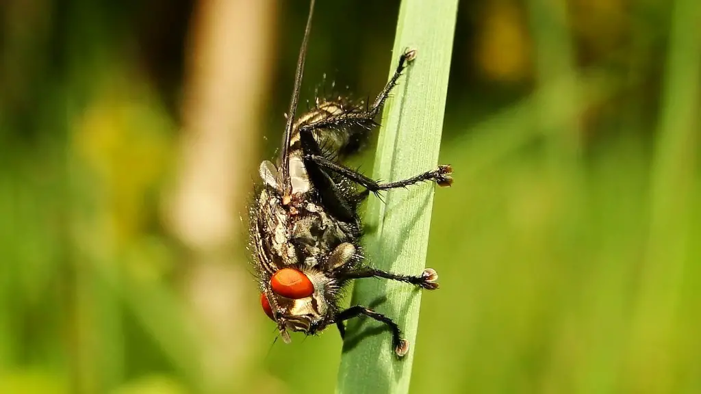 How get rid of flies in house?