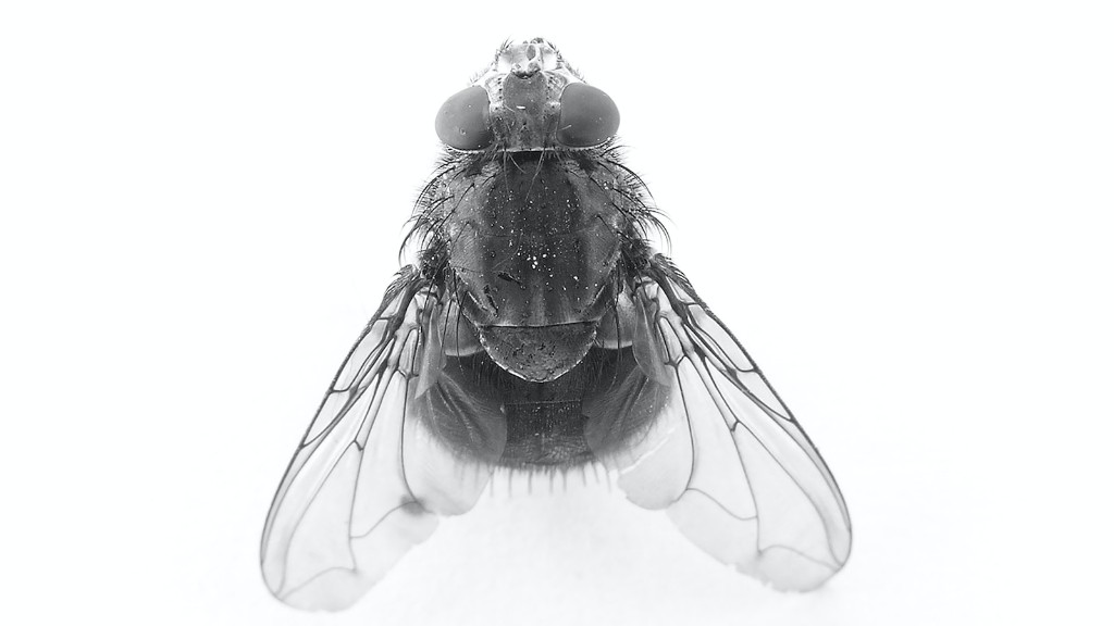 Do flies annoy you on purpose?