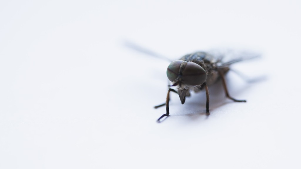 How fast do flies fly?