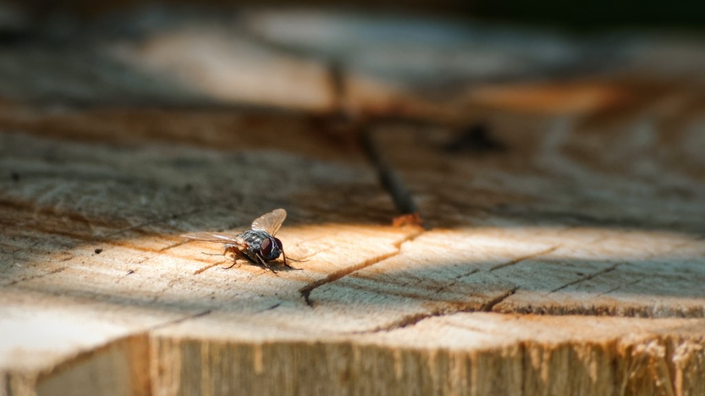 How To Get Ants Out Of Your Yard
