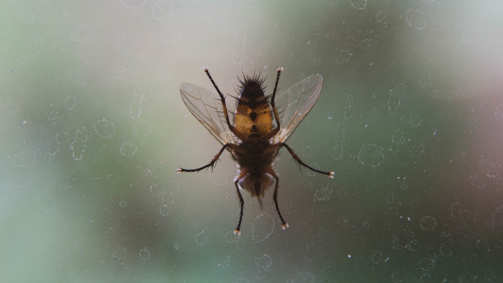 Does fruit flies carry disease?