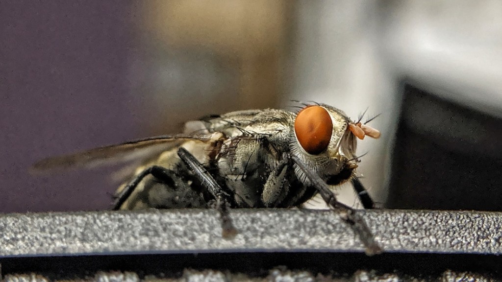 Are fruit flies and gnats the same thing?