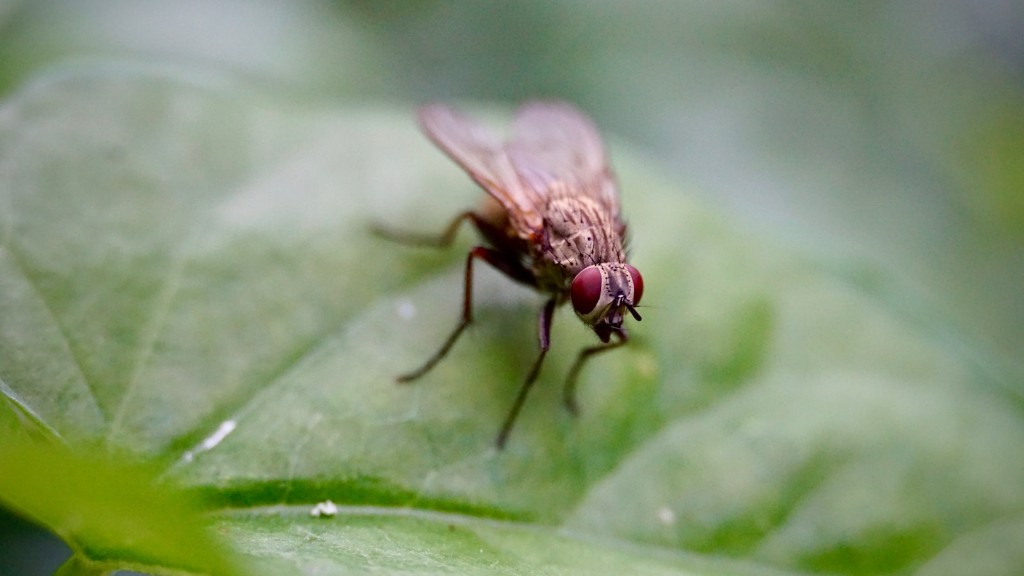 Why do flies fly in a circle?