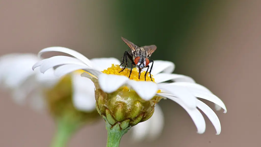 Why do flies fly in a circle?