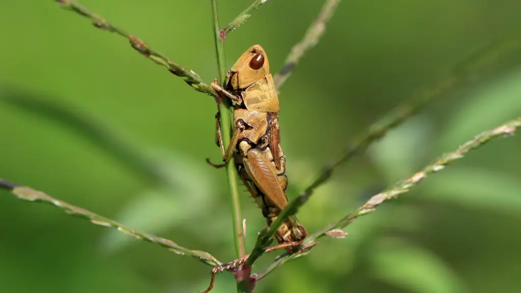 How To Keep Ants Out Of My Garden