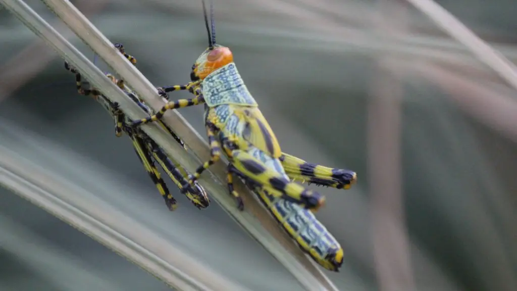 How do grasshoppers get in your house?