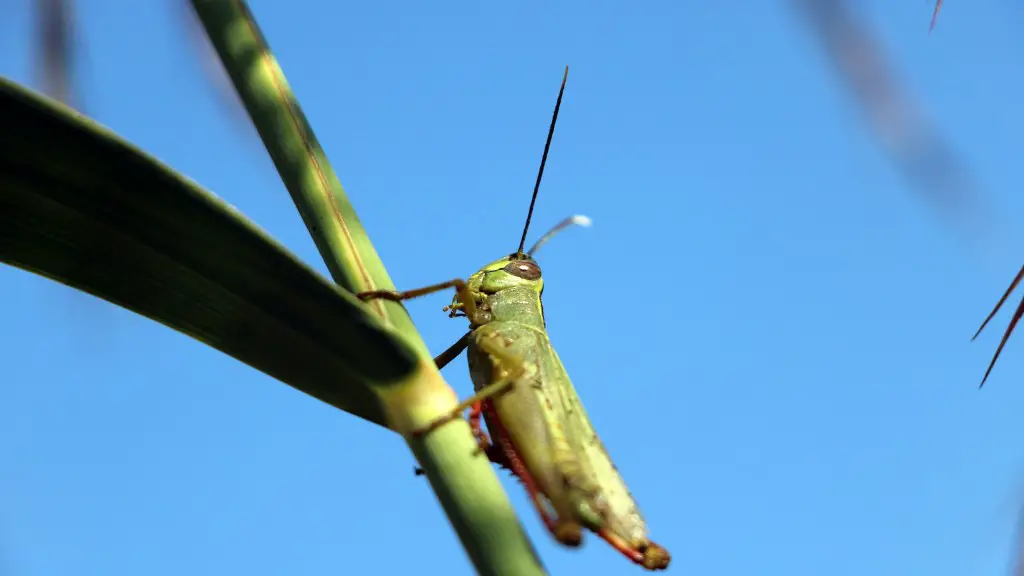 What do green grasshoppers eat and drink?