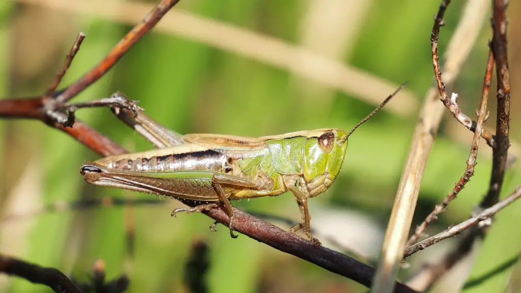 Are red grasshoppers poisonous?