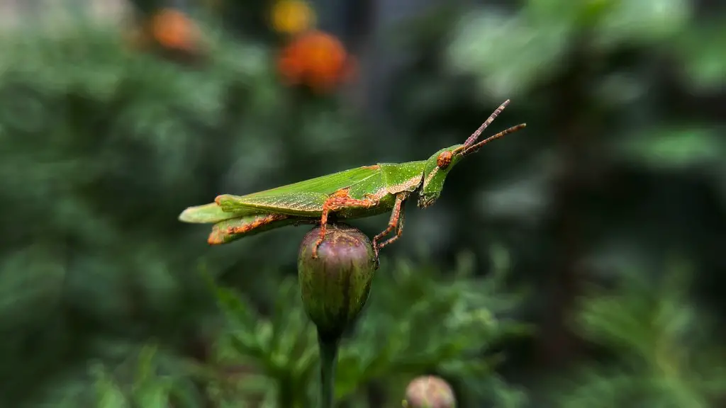 What phylum are grasshoppers in?