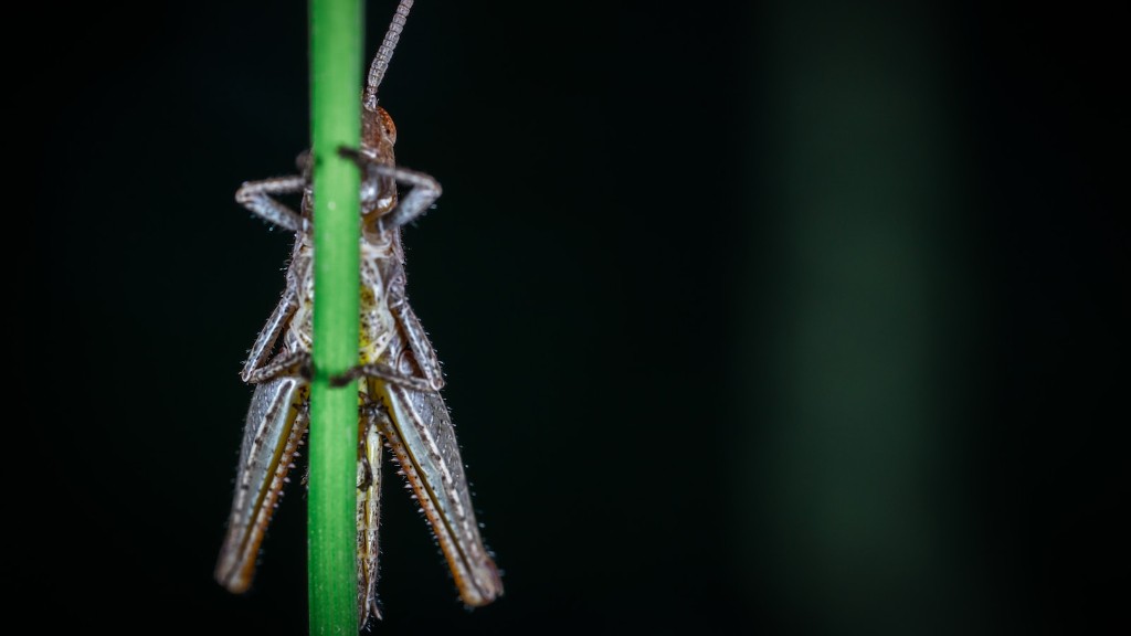 Do Ant Baits Attract Ants