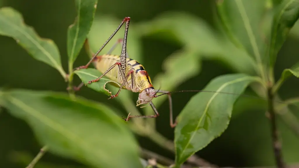 Do grasshoppers eat potato plants?