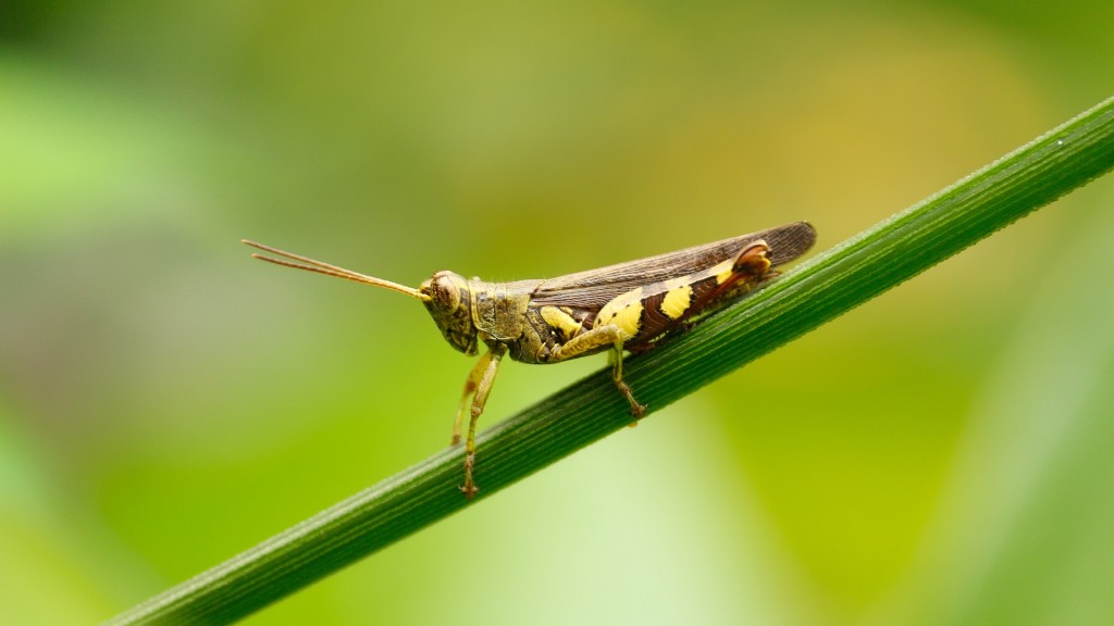 Do giant grasshoppers bite?