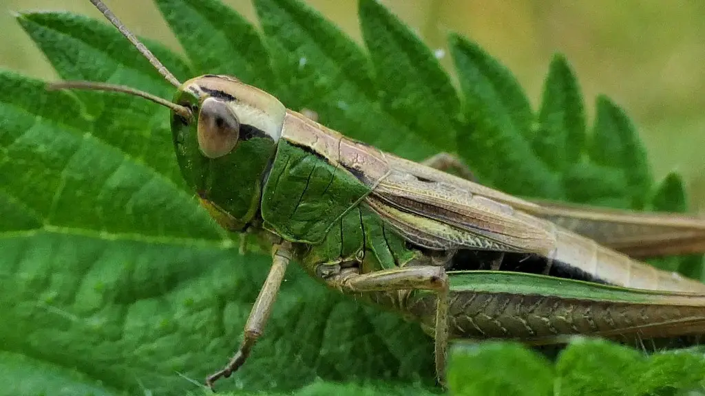 What turns grasshoppers and locusts?