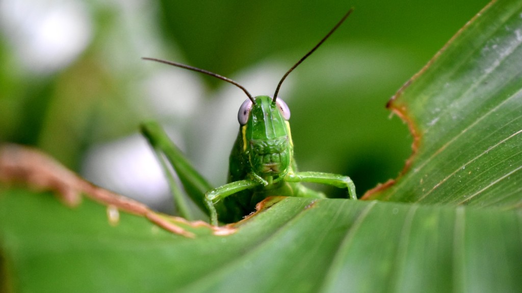 What family do grasshoppers belong to?