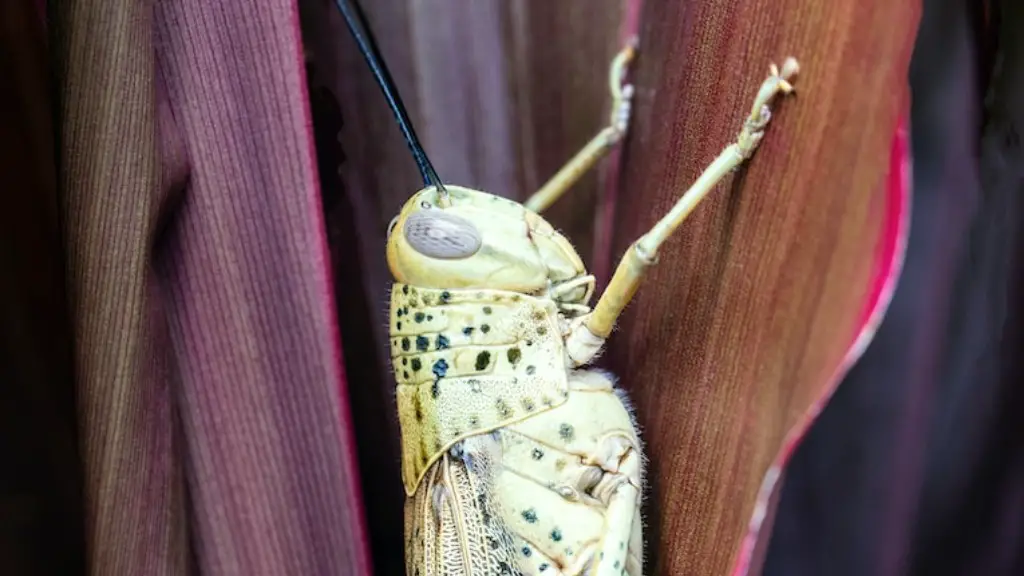 Are red grasshoppers poisonous?