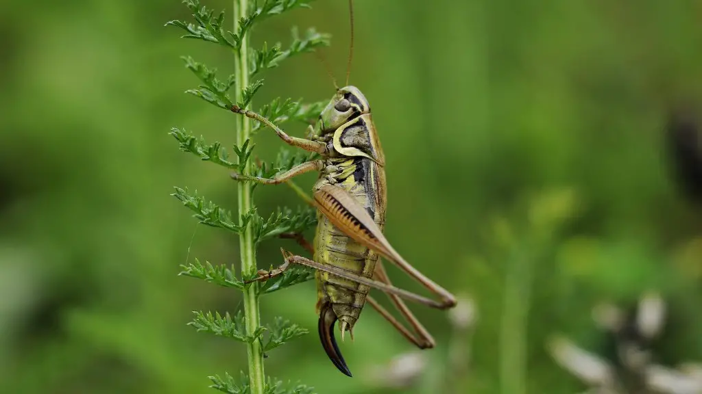 How Do Ants Defend Themselves