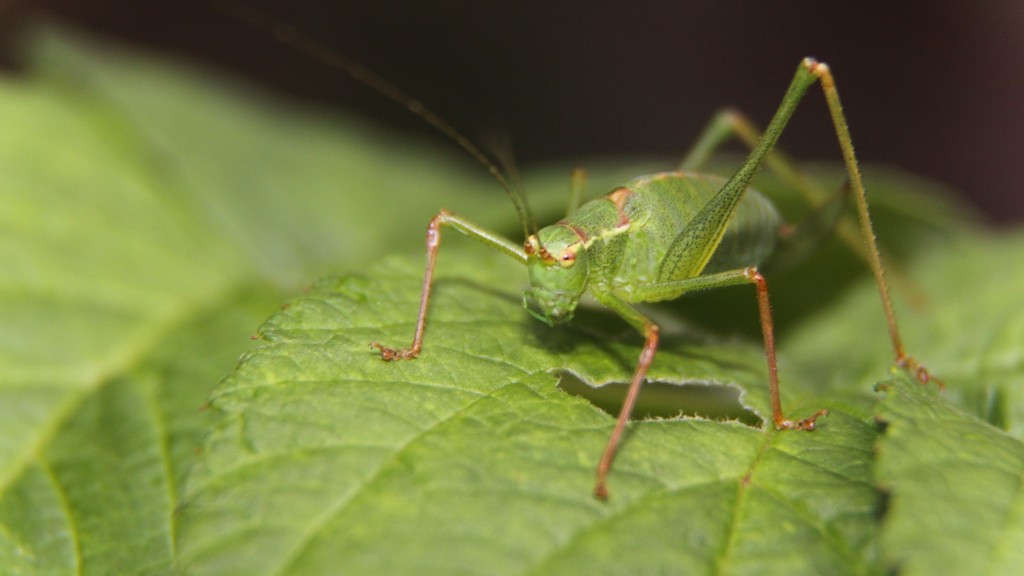 What to do about grasshoppers in the garden?