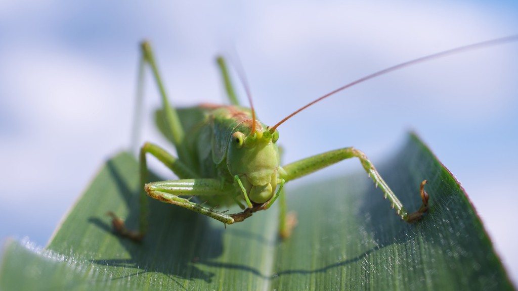 How Far Do Ants Travel