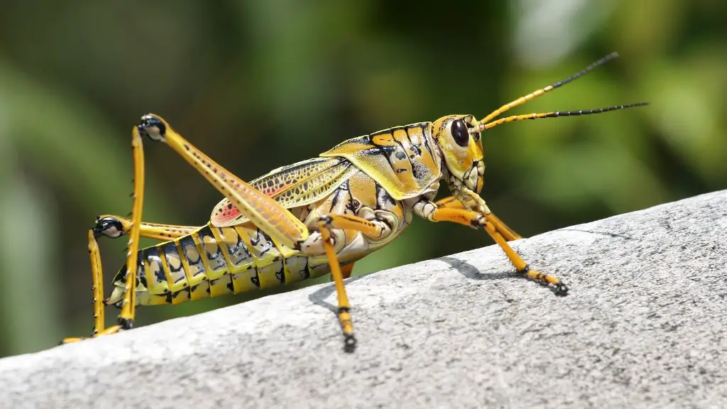 How to kill grasshoppers in my house?