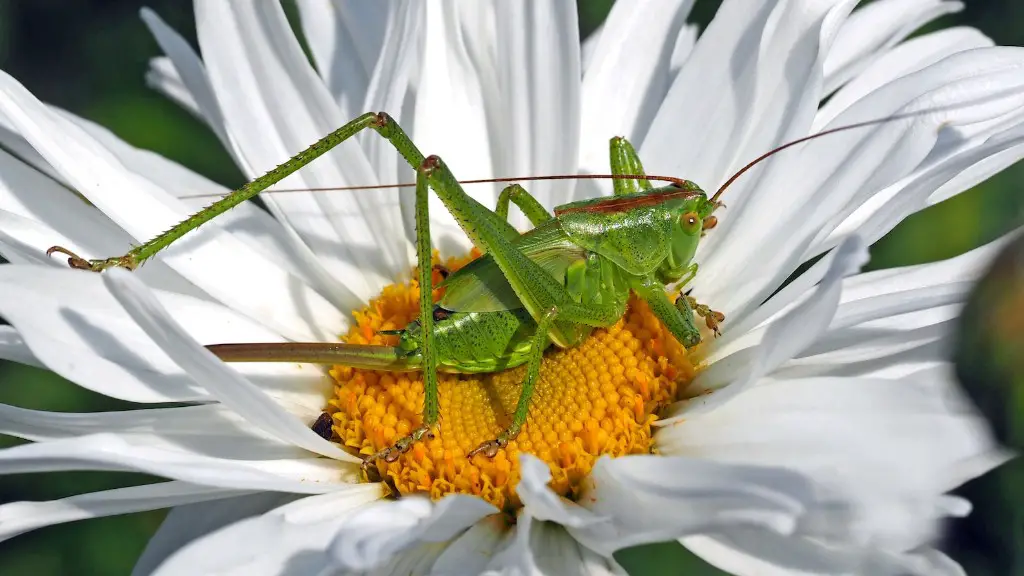 Do grasshoppers eat strawberries?