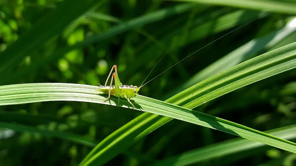 Are red grasshoppers poisonous?