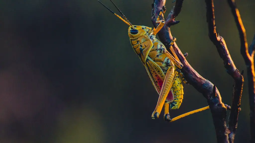 How high can grasshoppers jump?