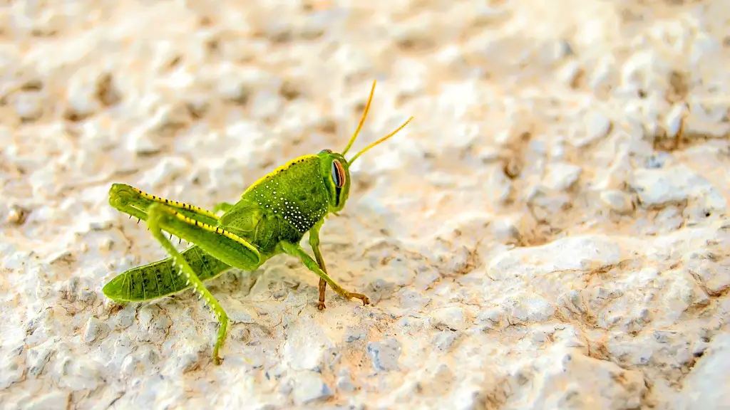 What happened to all the grasshoppers?