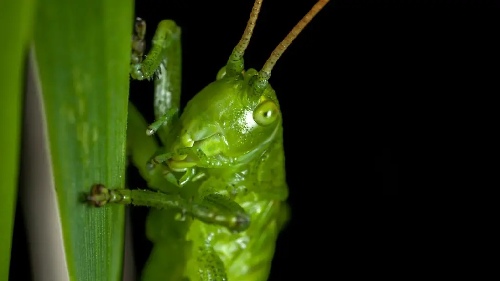 Do black widows eat grasshoppers?