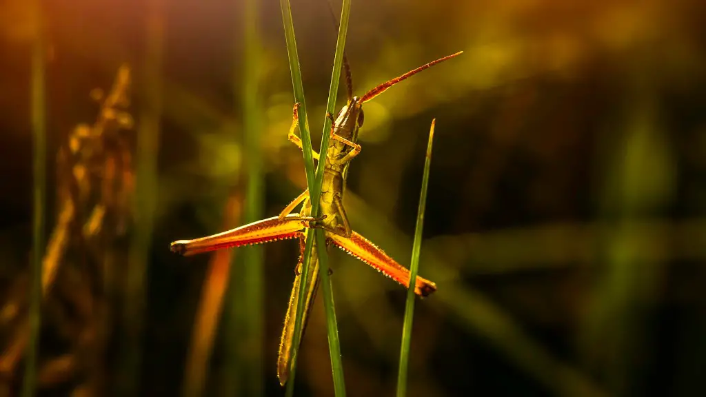 How to kill grasshoppers naturally?