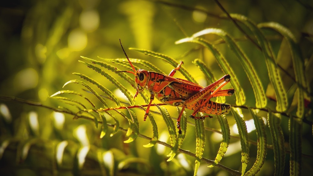 Does Ortho Home Defense Kill Grasshoppers Aboutbugz does-ortho-home-defense-kill-springtails-answered-farmer-grows