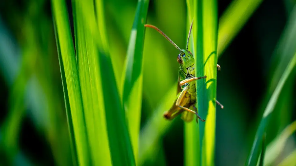 How to kill in the garden?