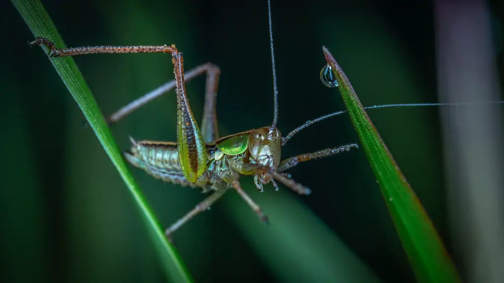 Do grasshoppers sweat case study answers?