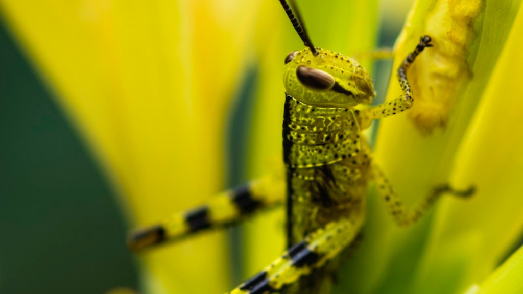 Do grasshoppers eat window screens?