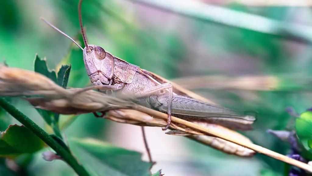 What do large grasshoppers eat?