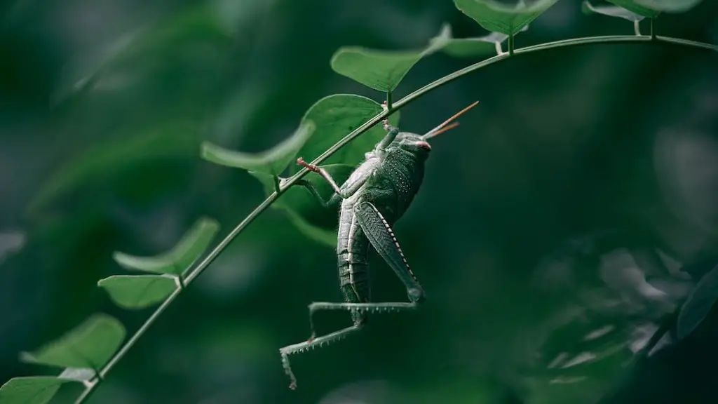 What are grasshoppers predators?