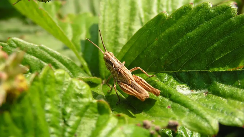 Are red grasshoppers poisonous?