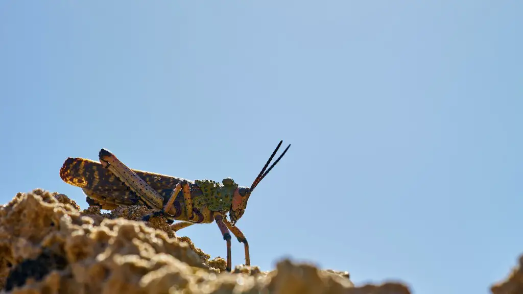 Do grasshoppers sweat?