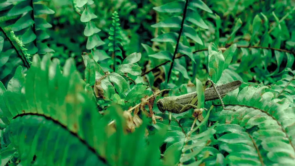What’s the difference between crickets and grasshoppers?