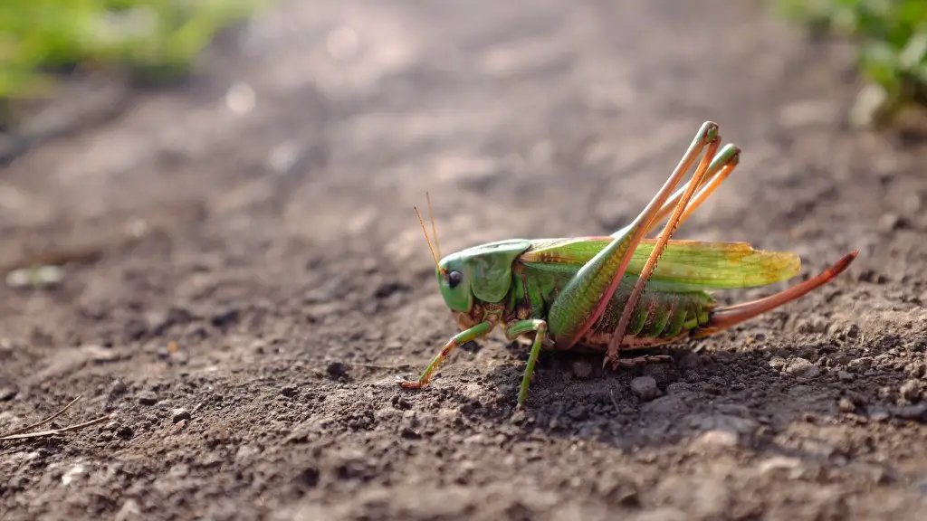 ¿Cuántos cromosomas tienen los saltamontes?