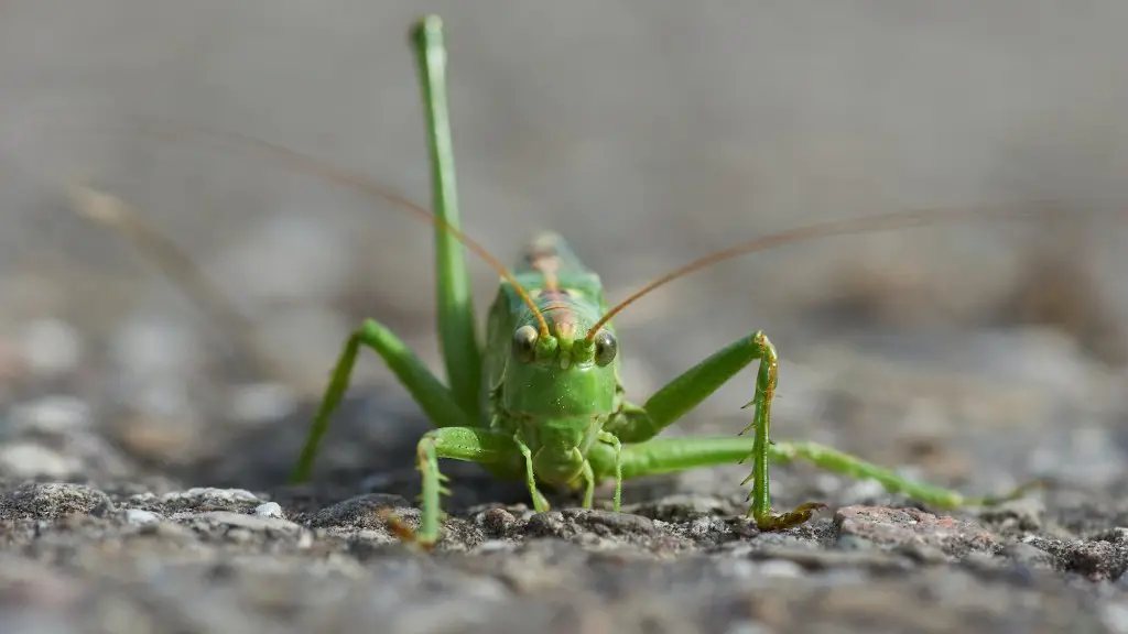 Why do grasshoppers keep coming in my house?