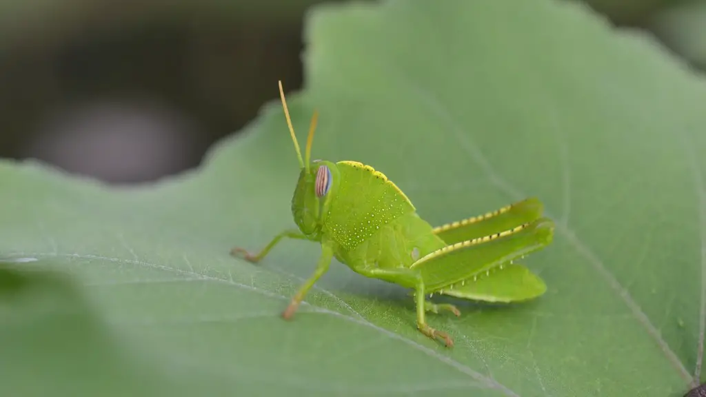 What are some interesting facts about grasshoppers?