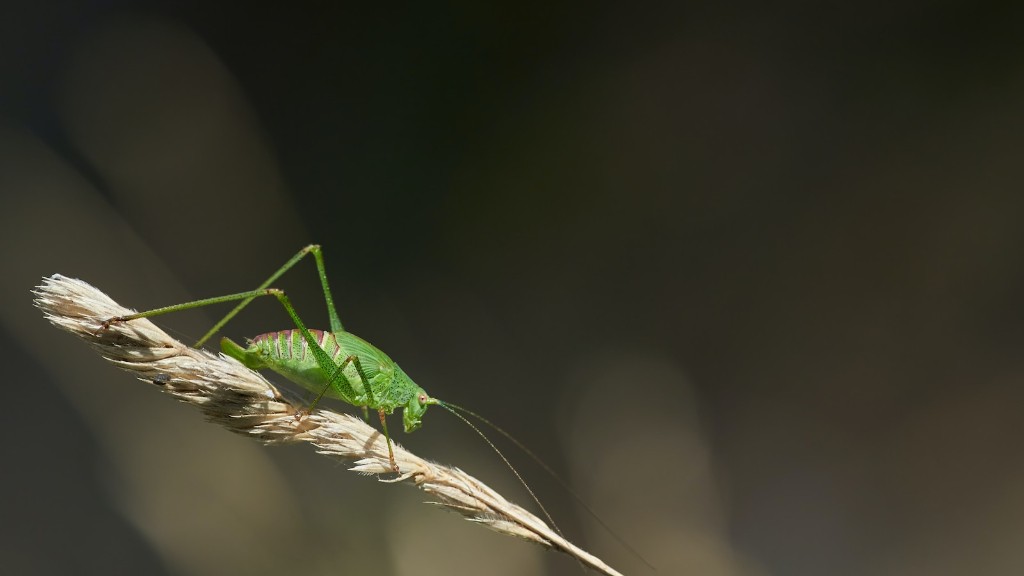 What will keep grasshoppers from eating my plants?