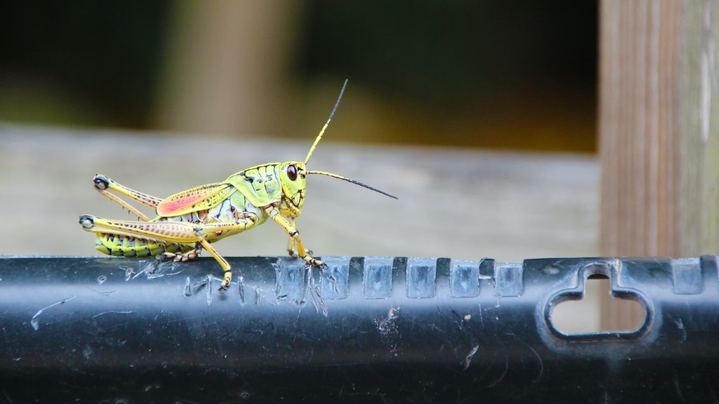 Why do grasshoppers lick their feet?